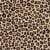 Leopardo
